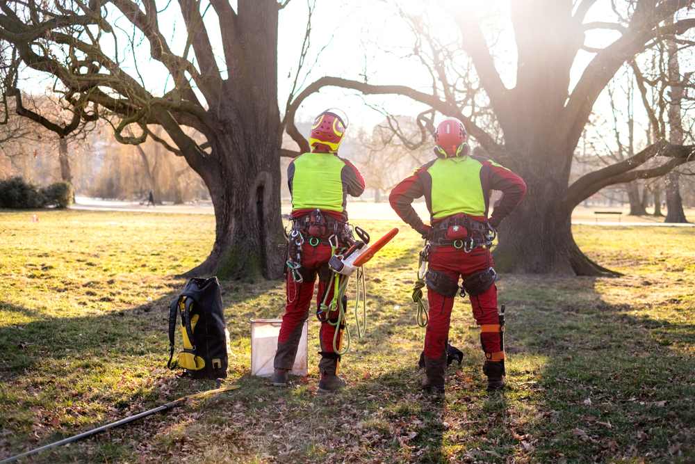 Tree Loppers Insurance
